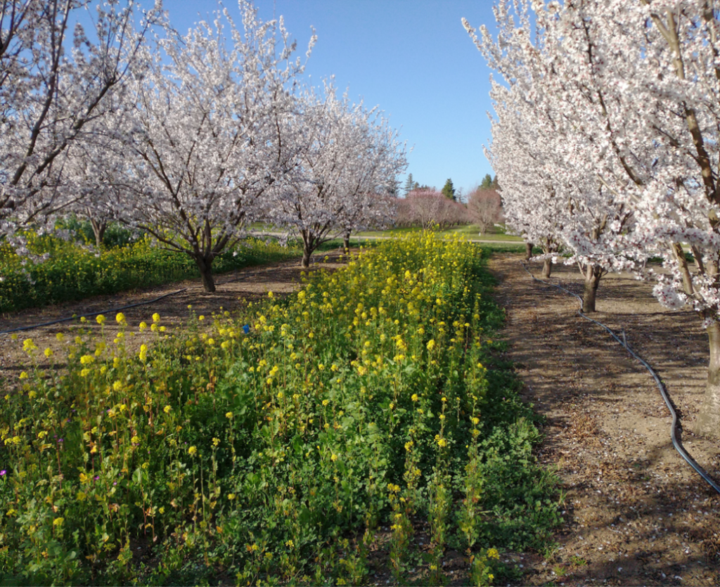 Cover Cropping in Conventional Orchards and Vineyards Arbuckle Area