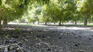 Black walnuts on an orchard floor