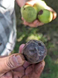Hand displaying a diseased walnut with a black hull