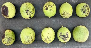 Green walnut hulls with dark lesions of various sizes