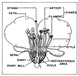 Cross-section of a prune flower, showing different flower parts.
