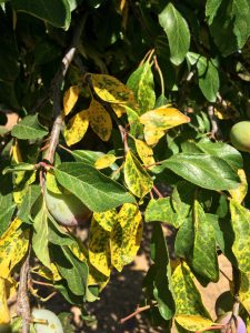 Photo 1. Yellowing prune leaves. Photo: F. Niederholzer