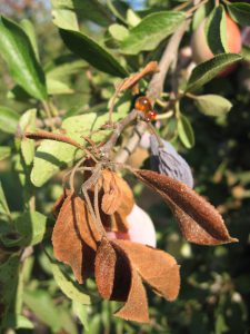 Scorched leaves in prune attributed to a toxic event such as the nearby sunburned prune.