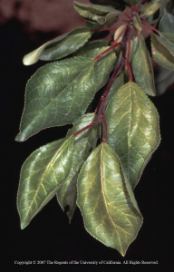 Potassium deficiency symptoms in prune. Photo: UC ANR.
