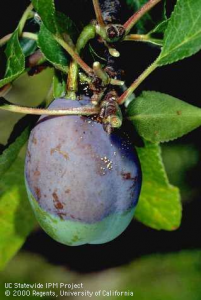 Premature fruit coloring and gumming from a brown rot infection. Photo: UC Statewide IPM Project.