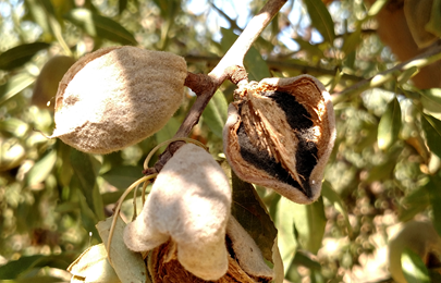 Almond infected with R. stolonifer.