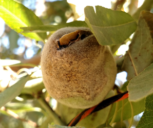 Almond infected with Monolinia.