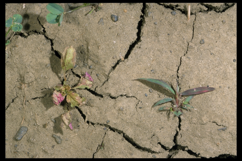 Weeds.