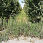 Glyphosate resistant horseweed