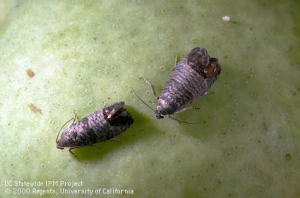 Codling moth on apple. Photo credit: UC IPM Program.