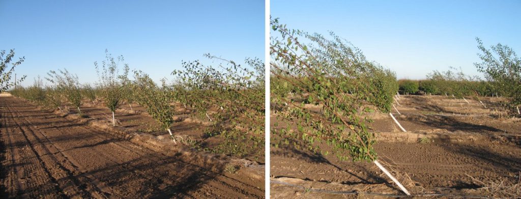 Photos 2 & 3. Second leaf prune trees on Myro 29C rootstocks after strong wind storms in Sutter County in 2010. Photo Credit: F. Niederholzer