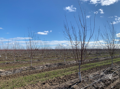 Photo 1. Second leaf prune trees on Krymsk 86 rootstocks after 50-60 mph wind gusts in Yolo County in February 2021. The trees remained upright despite the strong winds. Photo Credit: F. Niederholzer