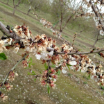 Photo 1. Bacterial blast damage in almond at the northern Regional Almond Variety Trial site at California State University, Chico in 2017 (photo by Dani Lightle).