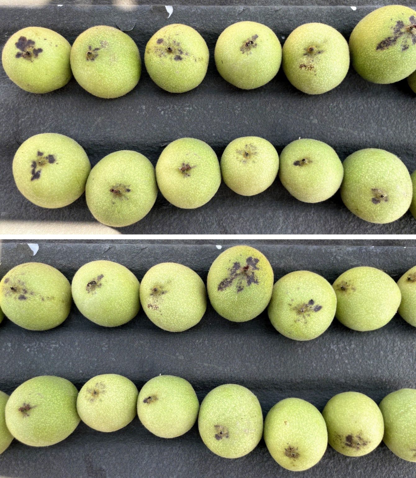 Stylar End Rounded 2023 brown apical necrosis (BAN) and late-season walnut blight