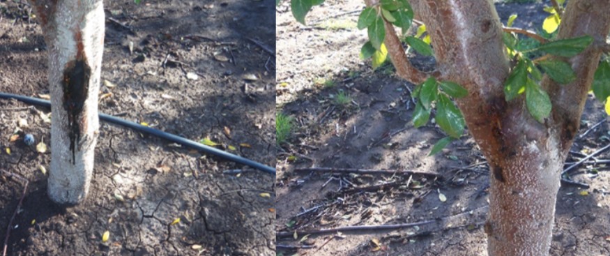 Figure 1: Cankers on the trunk (left) and crotch (right) of young prune trees. Photos by Themis Michailides.