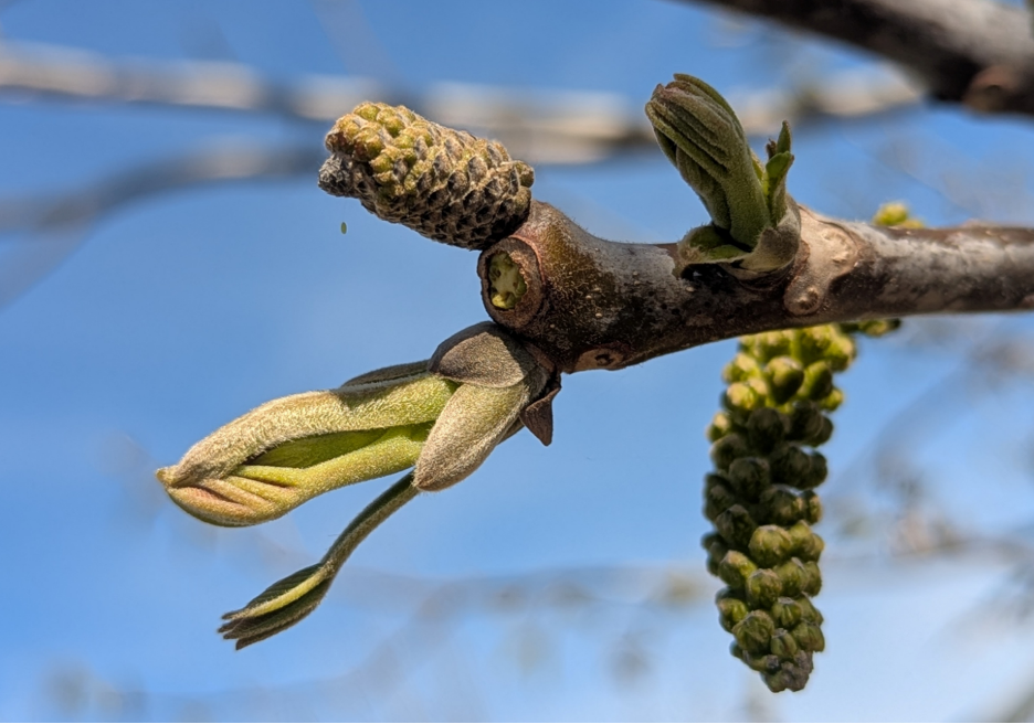a close-up of a walnut spur with catkins visible and leaves beginning to emerge