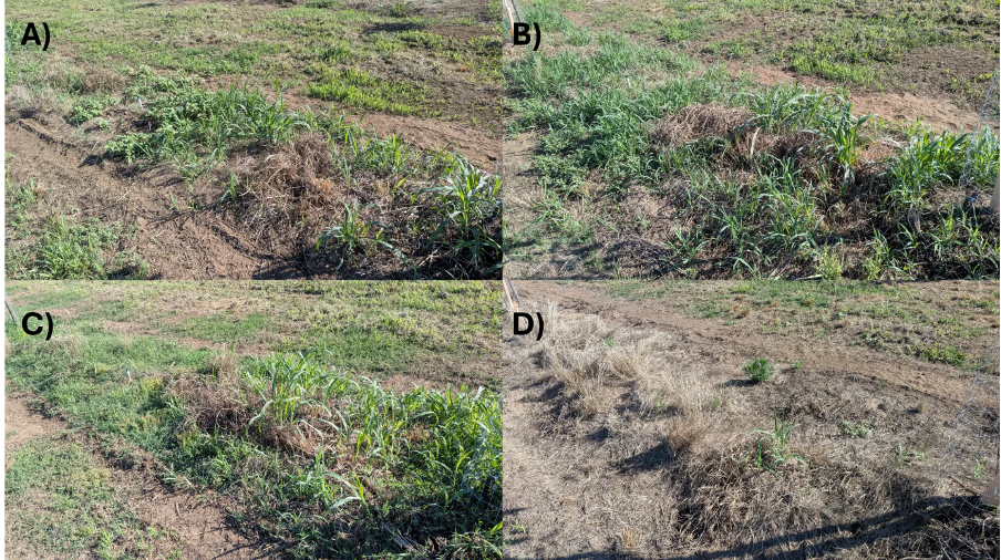 a four-panel set of photographs of research plots showing different levels of johnsongrass management from the different treatments applied on April 7th 2026. Panel A, panel B, and panel C all have visually similar levels of poor johnsongrass control. These correspond with glyphosate, glyphosate plus clethodim, and clethodim. Panel D shows a very clean plot, with only one or two johnsongrass seedlings visible. This corresponds with glyphosate plus rimsulfuron.